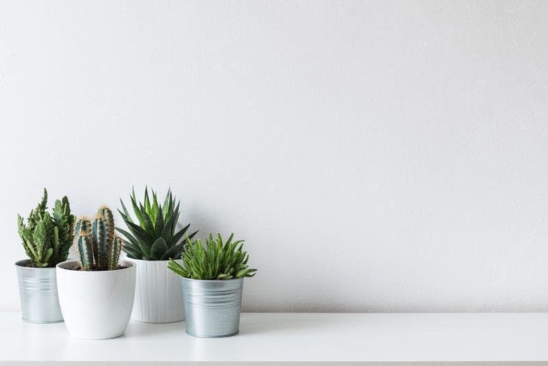 Beneficios que ofrecen las plantas en el hogar