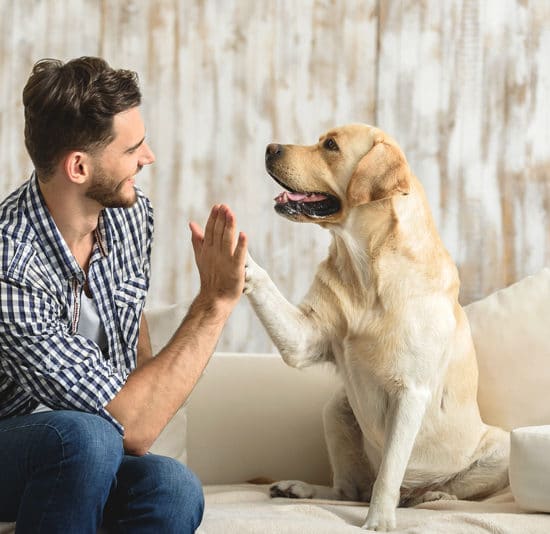 Cómo escoger el lugar ideal si tiene una mascota