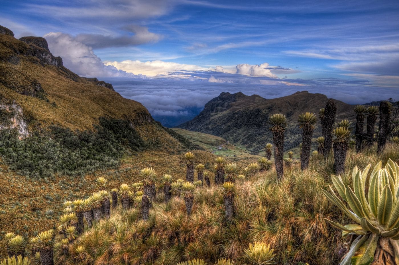 Los Majestuosos Páramos de Colombia