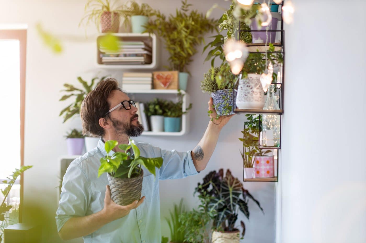 beneficios-de-plantas-en-casa