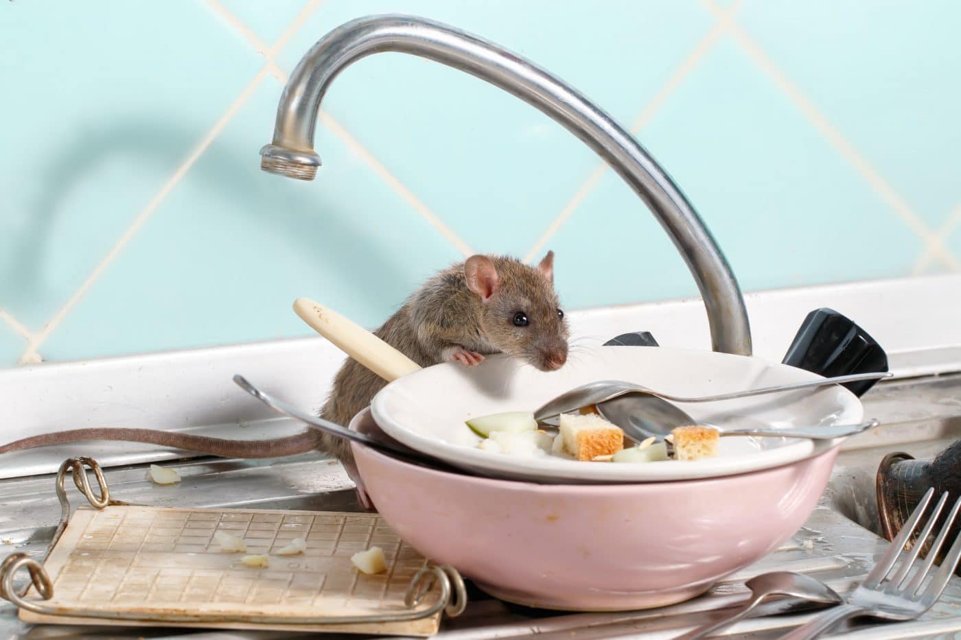 desahacerse-de-ratones-en-casa
