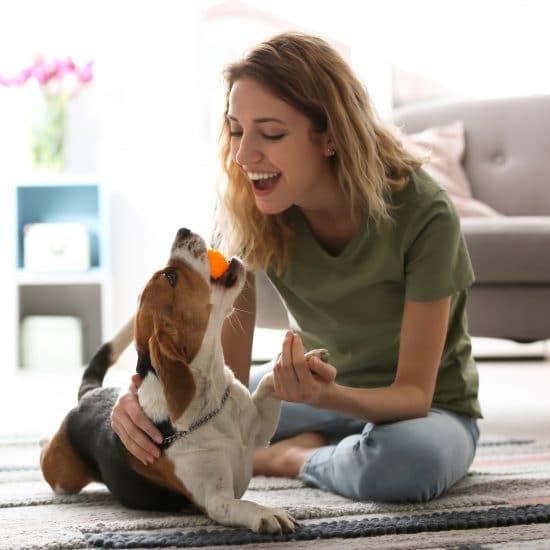 adaptar-perro-al-hogar