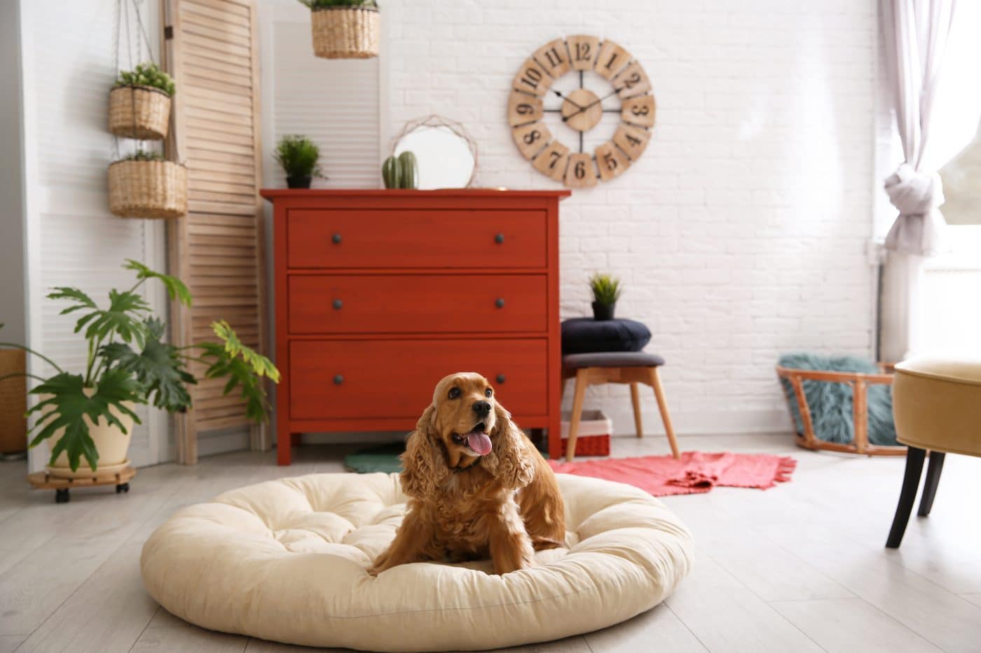 decorar-con-cama-de-mascotas