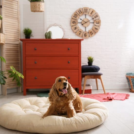 decorar-con-cama-de-mascotas