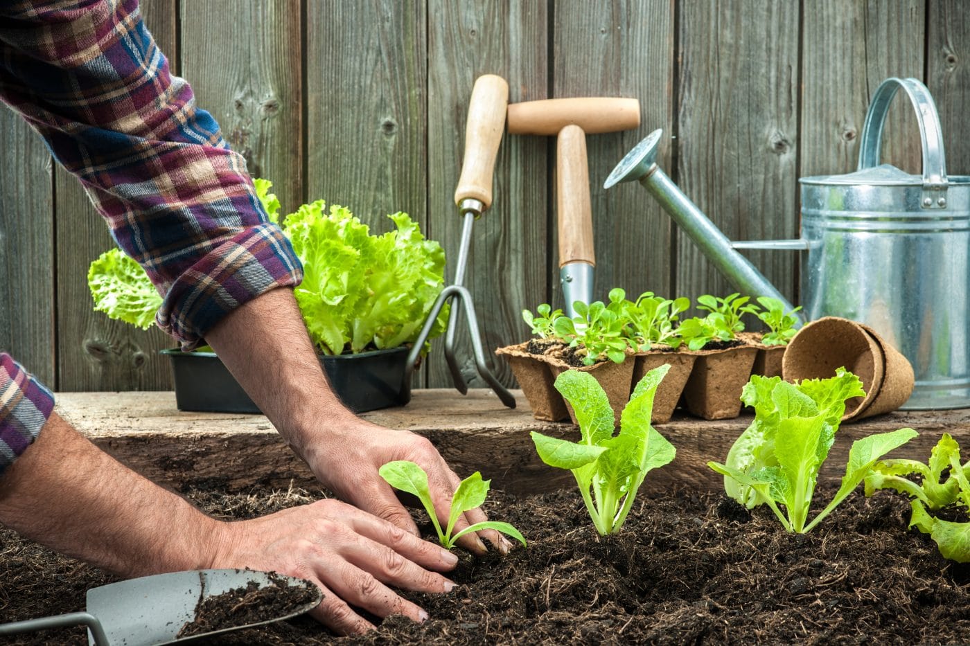 inicios-en-jardineria