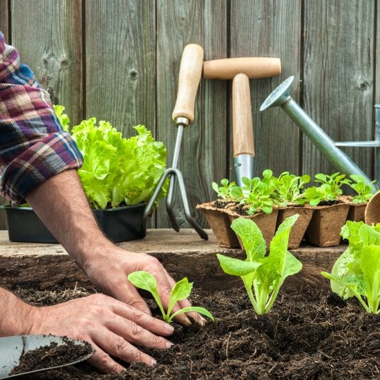 inicios-en-jardineria