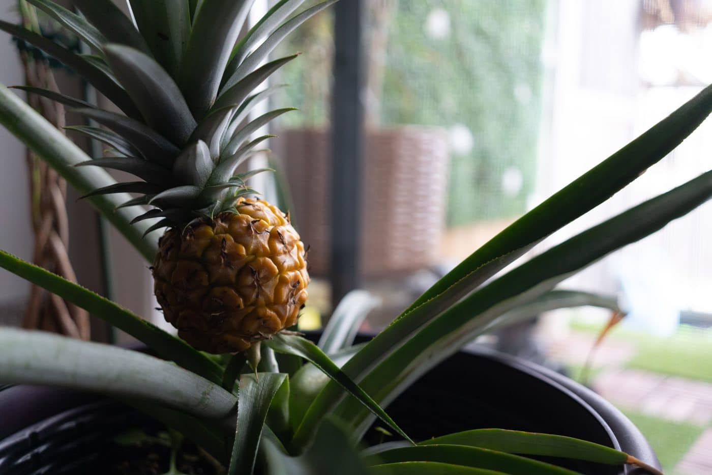 cultivar-frutas