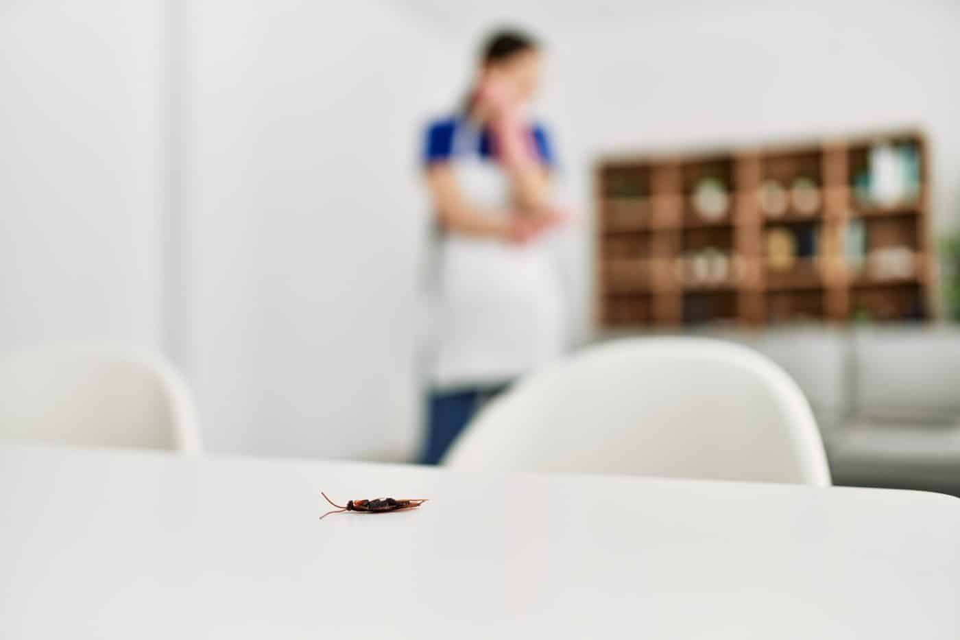 Cómo acabar con las cucaracha en tu hogar