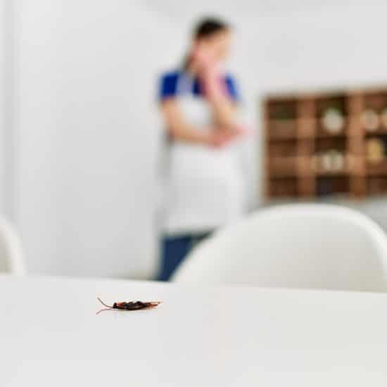 Cómo acabar con las cucaracha en tu hogar