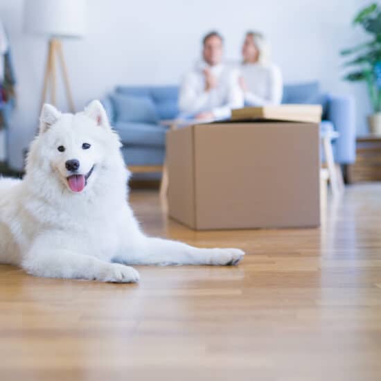 mascotas-en-el-nuevo-hogar-