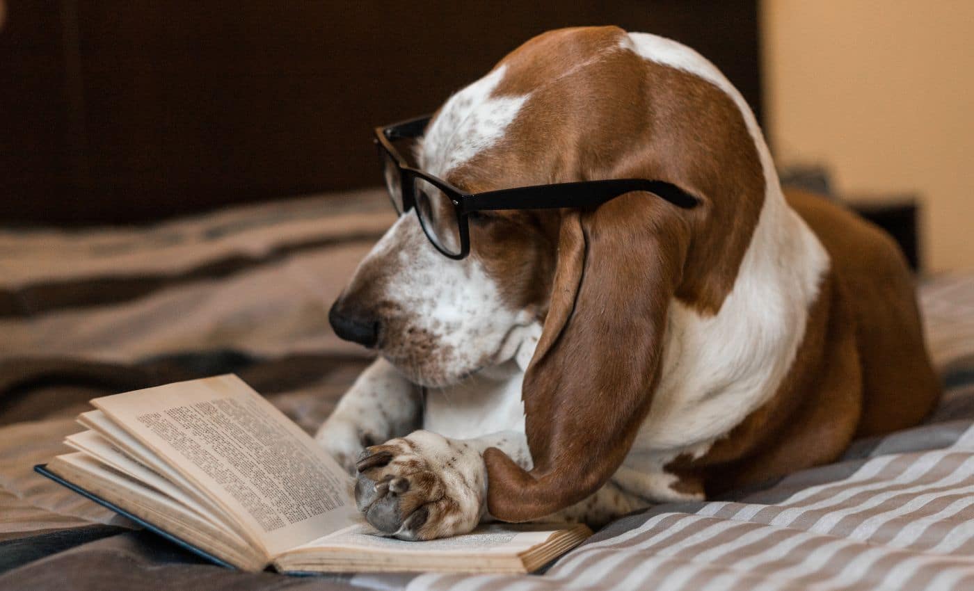 Leyes para las mascotas en Colombia