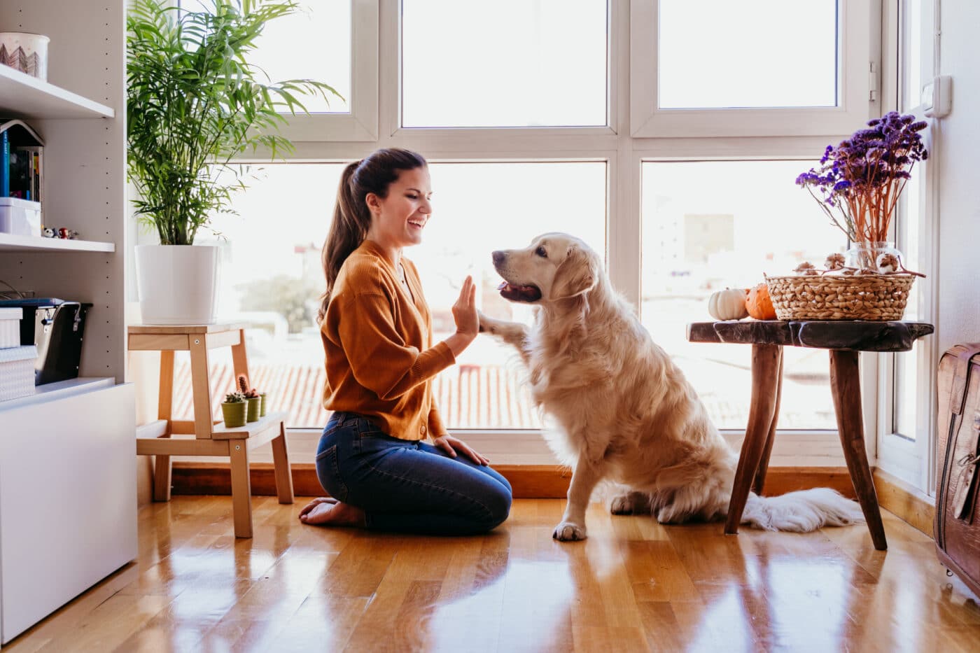 adecuar-vivienda-para-mascota