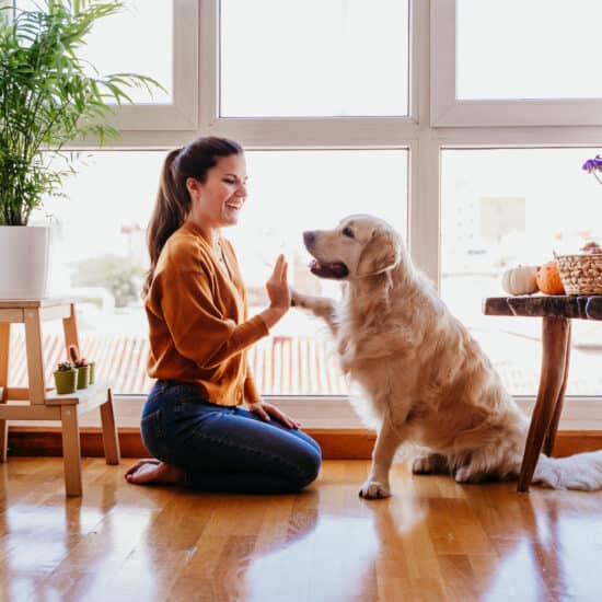 adecuar-vivienda-para-mascota
