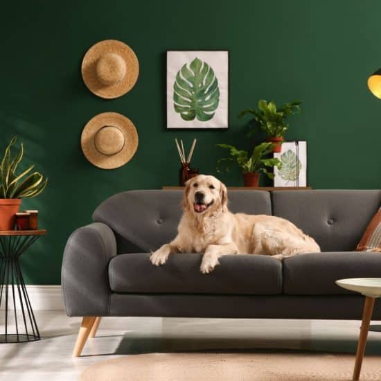 Encontrar vivienda en arriendo que acepten mascotas