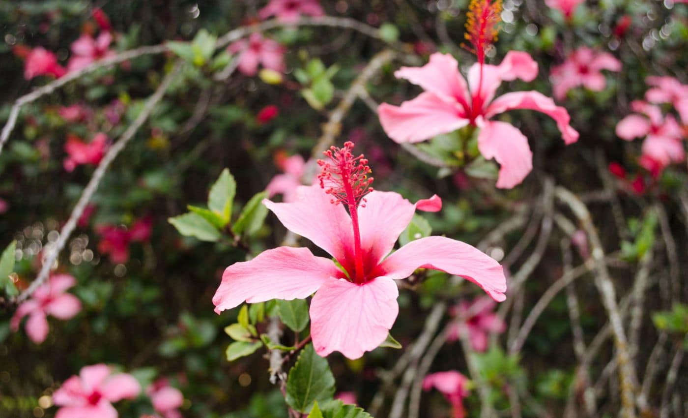 Flores en el Jardín Botánico de Bogotá
